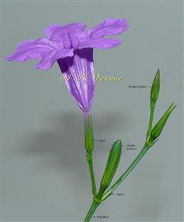  Inflorescence
